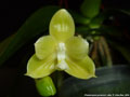 Photo : Phalaenopsis javanica