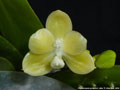 Photo : Phalaenopsis javanica