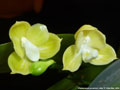 Photo : Phalaenopsis javanica