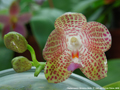 Photo : Phalaenopsis Christina Weltz