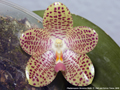 Photo : Phalaenopsis Christina Weltz