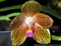 Photo : Phalaenopsis Christina Weltz