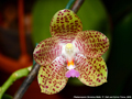 Photo : Phalaenopsis Christina Weltz