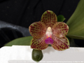 Photo : Phalaenopsis Christina Weltz