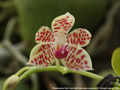 Photo : Phalaenopsis Pylo's Java Girl