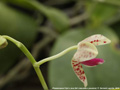 Photo : Phalaenopsis Pylo's Java Girl
