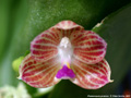 Photo : Phalaenopsis javanica