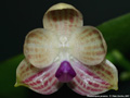 Photo : Phalaenopsis javanica