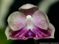 Photo : Phalaenopsis javanica