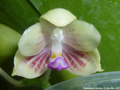 Photo : Phalaenopsis javanica