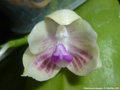 Photo : Phalaenopsis javanica