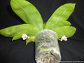 Photo : Phalaenopsis javanica