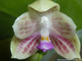 Photo : Phalaenopsis javanica