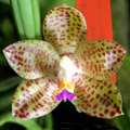 Photo : Louisiana Orchid Connection