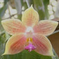 Photo : www.phals.net