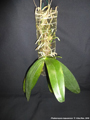 Photo : Phalaenopsis kapuasensis