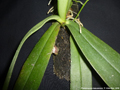 Photo : Phalaenopsis kapuasensis