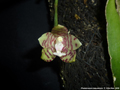 Photo : Phalaenopsis kapuasensis