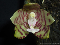 Photo : Phalaenopsis kapuasensis