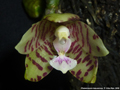 Photo : Phalaenopsis kapuasensis