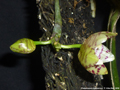 Photo : Phalaenopsis kapuasensis