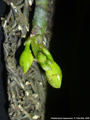 Photo : Phalaenopsis kapuasensis