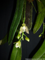 Photo : Phalaenopsis kapuasensis