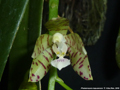 Photo : Phalaenopsis kapuasensis