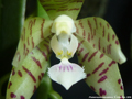 Photo : Phalaenopsis kapuasensis