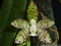Photo : Phalaenopsis kapuasensis