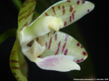 Photo : Phalaenopsis kapuasensis