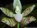 Photo : Phalaenopsis kapuasensis