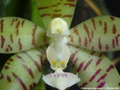 Photo : Phalaenopsis kapuasensis