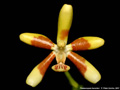 Photo : Phalaenopsis kunstleri