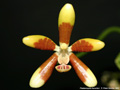 Photo : Phalaenopsis kunstleri