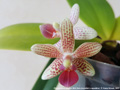 Photo : Phalaenopsis Musick Mini Dots
