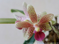 Photo : Phalaenopsis Musick Mini Dots