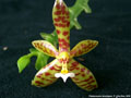 Photo : Phalaenopsis lamelligera