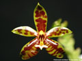 Photo : Phalaenopsis lamelligera