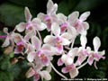 Photo : Phalaenopsis Cellinde