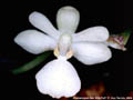 Photo : Phalaenopsis San Shia Puff