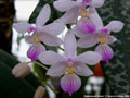 Photo : Phalaenopsis lindenii