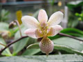 Photo : Phalaenopsis Palace Limited