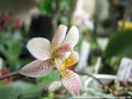 Photo : Phalaenopsis Palace Limited