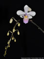 Photo : Phalaenopsis Cellinde