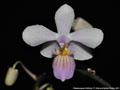 Photo : Phalaenopsis Cellinde
