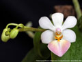 Photo : Phalaenopsis Memoria Mildred Holt