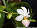 Photo : Phalaenopsis Memoria Mildred Holt