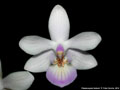 Photo : Phalaenopsis lindenii