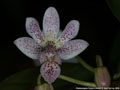 Photo : Phalaenopsis Palace Limited